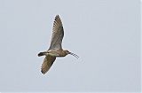 Eurasian Curlew